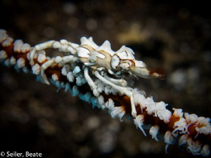 Xenon crab, taken with Conon G12 and UCL165 by Beate Seiler 